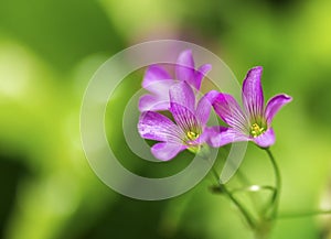 Delicate Purple Wildflowers