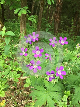 Delicate purple wildflowers in the forest