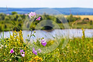 Delicate purple wildflowers by the river in summer