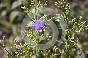 Delicate purple wildflowers. Wild flower in the field