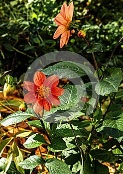 Delicate red Dahlia in the garden against the background of blurred natural greenery, the last autumn flowers