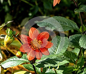 Delicate red Dahlia in the garden against the background of blurred natural greenery, the last autumn flowers