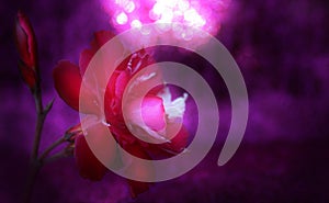 Delicate red flower on a bright purple background