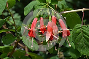 Delicate red fuchsia flowers in a garden pot on a sunny summer day, photographed with soft focus