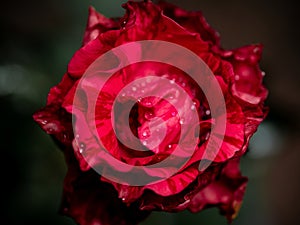 Delicate Red Intrusion rose petals as nature background