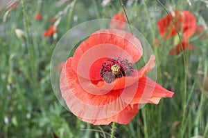 Delicate red poppy