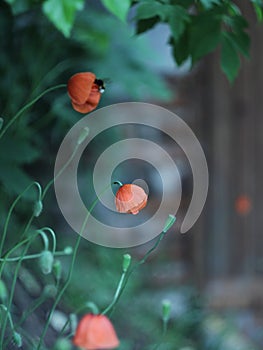 Delicate red poppy growing in the garden