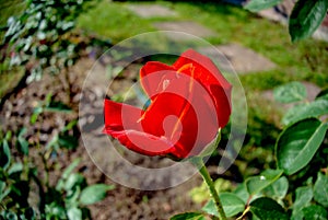 Delicate red rose on a background of green leaves. Background with flowers