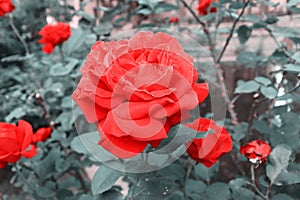 Delicate red roses in garden. Romantic background with blossom flowers