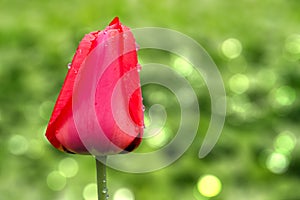 Delicate red tulip bud