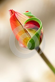 Delicate red tulip