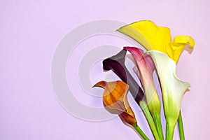 Delicate romantic callas on a pink background. Colored noble calla flowers