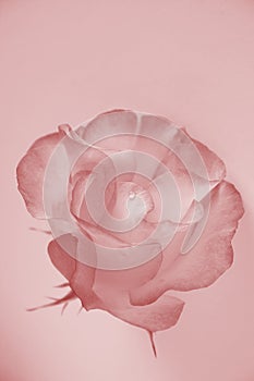 Delicate rose