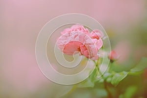 A delicate rose flower with pink petals in full bloom in a garden on a warm and pleasant spring day. The image evokes themes of