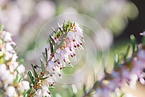 Delicate rose-pink flowers of Erica darleyensis plant Winter Heath in early spring garden during sunny day