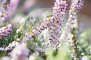 Delicate rose-pink flowers of Erica darleyensis plant Winter Heath in winter garden during sunny day