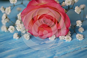 A delicate rose rests on a blue background surrounded by flowres Gypsofila. photo