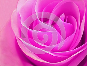 Delicate rosebud pink rose closeup