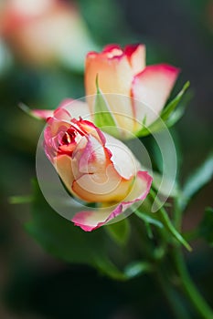 Delicate roses in bouquet, selective focus. Voluptuous revelation. Romantic roses with love. Soft color and blur style