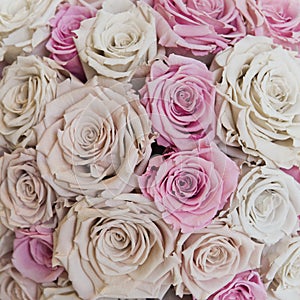 Rose magro colori. da. San Valentino un saluto. molto da fioritura rose disposizione 