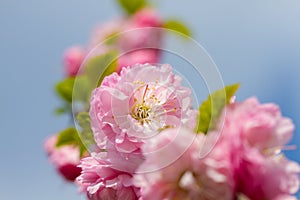 Delicate sakura flowers bloomed