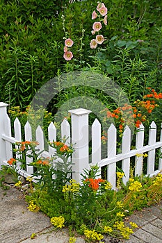 Delicate salmon-pink Hollyhocks with Butterflyweed, Yellow sedums and White Picket Fence