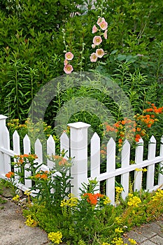 Delicate salmon-pink Hollyhocks with Butterflyweed, Yellow sedums and White Picket Fence2