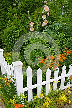 Delicate salmon-pink Hollyhocks with Butterflyweed, Yellow sedums and White Picket Fence4