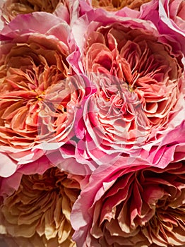 Delicate scarlet rare roses close-up. Flower background