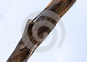 Delicate Short-Toed Treecreeper Clinging to Bark in a Woodland Forest