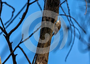 Delicate Short-Toed Treecreeper Clinging to Bark in a Woodland Forest