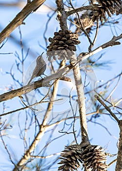 Delicate Short-Toed Treecreeper Clinging to Bark in a Woodland Forest