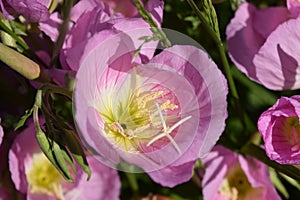 Delicate Showy Pink detailed Flower blooms