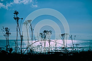 Delicate silhouettes of plants against teal-colored sea and sky photo