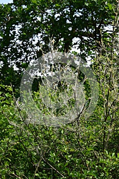 spider webs covering spring plants