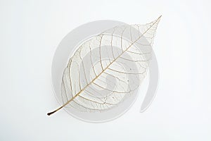 A Delicate Skeleton Leaf on a White Background