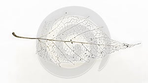 Delicate Skeleton Leaf on White Good Resolution Stock Photo