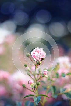 Delicate slightly pink flower of decorative roses