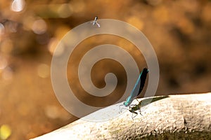 Delicate, small blue dragonfly perched on a tree