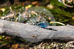 Delicate, small blue dragonfly perched on a tree branch overlooking a tranquil lake