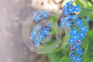 Delicate small blue flowers of Myosotis alpestris close-up. forest forget-me-not