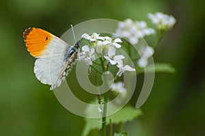 Delicate small orange and white butterfly Anthocharis cardamines