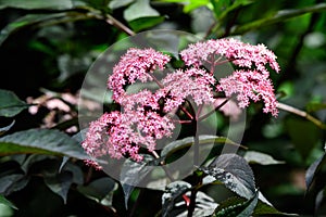 Delicate small pink flowers and purple leaves of Sambucus Black Beauty tree, known as elder or elderberry in a sunny spring garden