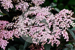 Delicate small pink flowers and purple leaves of Sambucus Black Beauty tree, known as elder or elderberry in a sunny spring garden