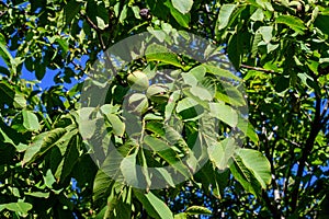 Delicate small vivid green ripe walnut and large leaves in tree, in direct sunlight in a garden in a sunny summer day, beautiful