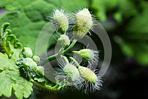 Delicate small white flower buds with hairs on the green stem of a plant with leaves