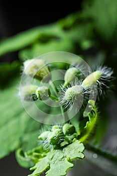 Delicate small white flower buds with hairs on the green stem of a plant with leaves