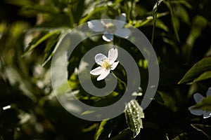 Delicate small white flower on a dark green blurred background in drops of rain. blooming summer garden, copy space