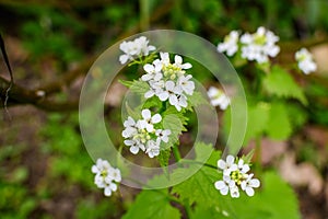 Delicate small white flowers of Lunaria rediviva plant, commonly known as perennial honesty in a sunny spring garden, beautiful