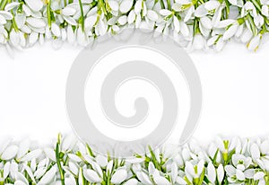 Delicate snow drops arranged as rows on white background first of march celebration concept